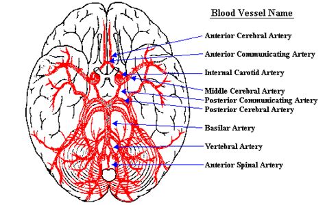 Neuroscience For Kids - blood supply of the brain