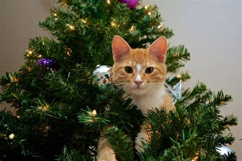 8 идей для нарядной новогодней елки | Elegant christmas trees, Cat christmas tree, Christmas cats