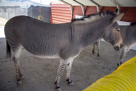 Zonkey Free Stock Photo - Public Domain Pictures