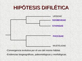 Origen Y EvolucióN De PinníPedos | PPT