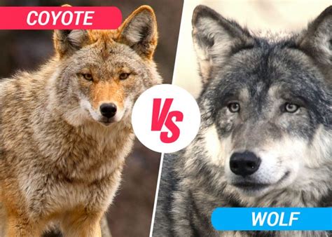 Coyote vs Wolf - Best Difference