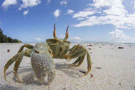 https://flic.kr/p/2gd8RPw | Horned Ghost Crab | final ghost crab photos from The Seychelles ...