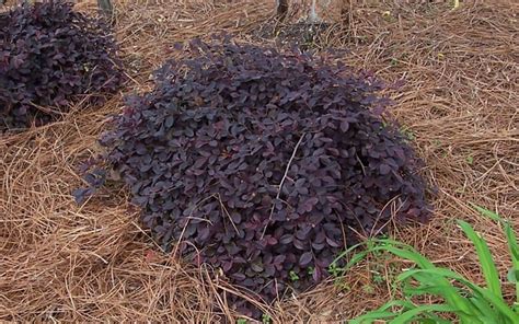 Purple Pixie Loropetalum - 2.5 Quart - Shrub, Groundcover - Loropetalum ...