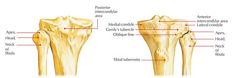 Medial Condyle Anatomy