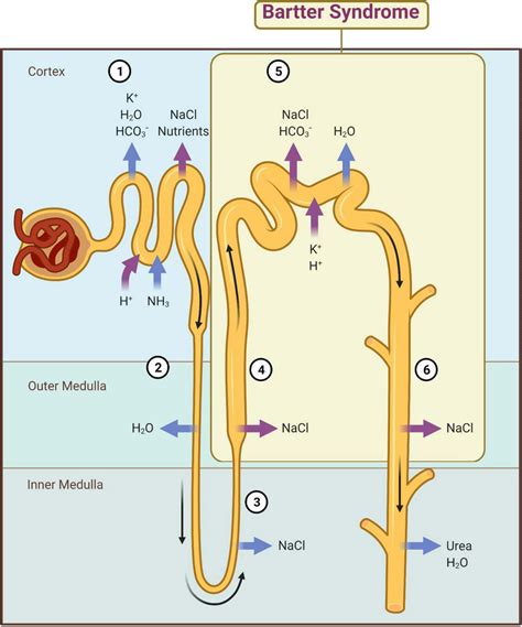 Main mechanisms of kidney reabsorption and secretion. 1—Proximal... | Download Scientific Diagram