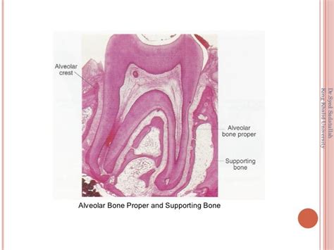 Alveolar Bone