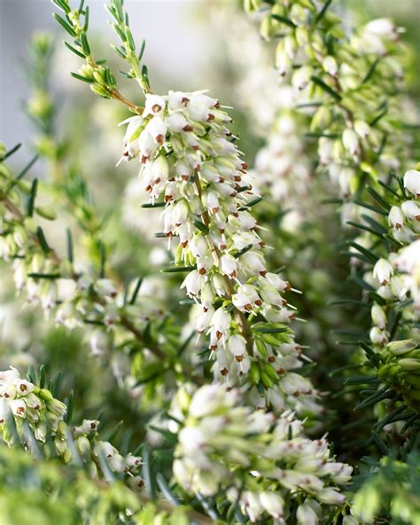 Heather is the Garden Plant of the Month January | The joy of plants