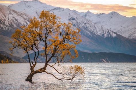 The Truth about the Wanaka Tree - What You Need to Know Before Visiting