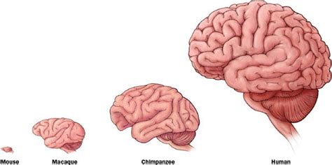 Fats in the Brain May Help Explain How Human Intelligence Evolved - Scientific American