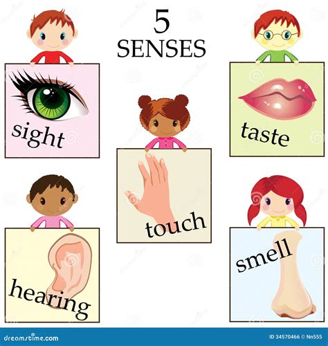 Five Senses Clipart Clip Art My Five Senses Senses | Images and Photos finder