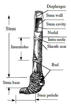 Bamboo Stem Anatomy — Guadua Bamboo