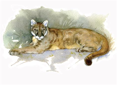 Florida Panther Drawing at GetDrawings | Free download