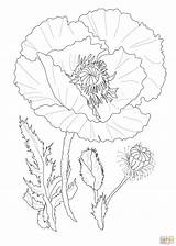 Poppy Flower coloring Page  Free Printable Coloring Pages sketch template
