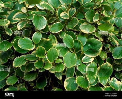 Griselinia littoralis 'Variegata' Stock Photo - Alamy