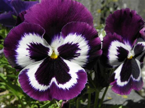 Purple and white pansy .. | Flores inusuales, Flores