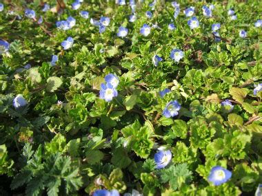 Field Speedwell: Pictures, Flowers, Leaves & Identification | Veronica ...