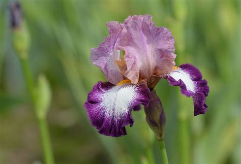 9 Top Types of Iris for the Flower Garden