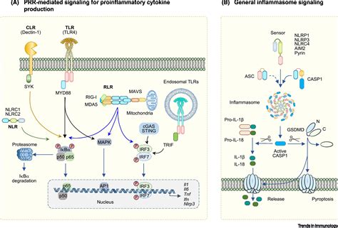 The ‘cytokine storm’: molecular mechanisms and therapeutic prospects: Trends in Immunology