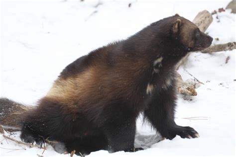 Michigan Exposures: Wolverines at the Zoo