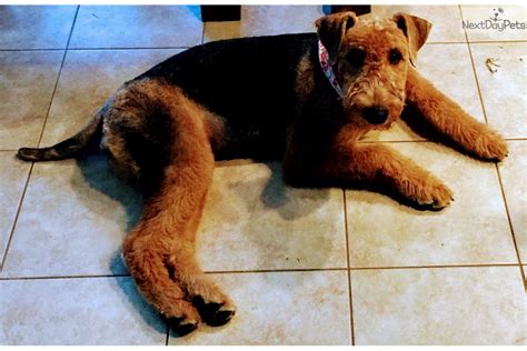 Female Akc Airedale: Airedale Terrier puppy for sale near Sarasota-bradenton, Florida ...