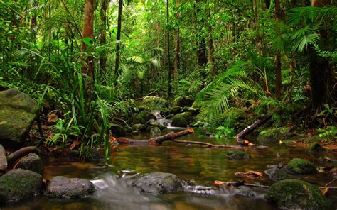 Rainforest Background (42+ pictures) - WallpaperSet