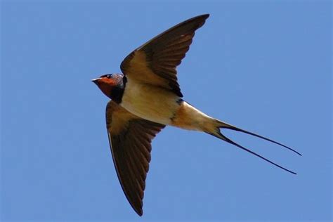 Mengapa Burung Layang-layang yang Tinggal di Gua Tidak Menabrak Dinding Gua? | Belajar Sampai Mati