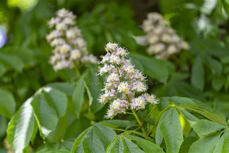 Aesculus Hippocastanum, the Horse Chestnut is a Species of Flowering Plant in the Family ...