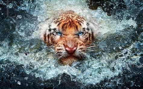 Angry Tiger Wallpapers - Top Free Angry Tiger Backgrounds - WallpaperAccess