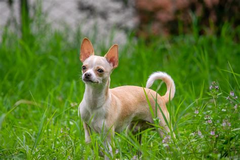 Chihuahua Puppy Training: De verrassende waarheid over wanneer te ...