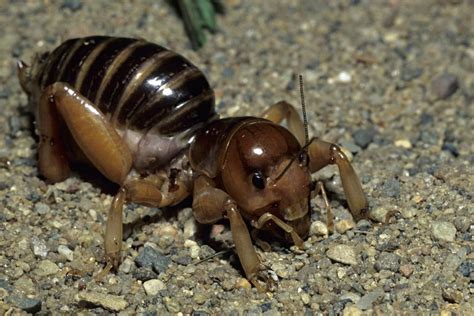 Perfecto Aliviar Punta de flecha ciclo de vida grillo Receptor Pericia caballo de Troya