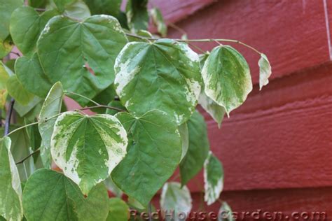 Red House Garden: The Variegated Weeping Redbud