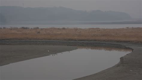 In Korean DMZ, Wildlife Thrives. Some Conservationists Worry Peace Could Disrupt It : NPR