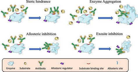 Antibodies targeting enzyme inhibition as potential tools for research and drug development