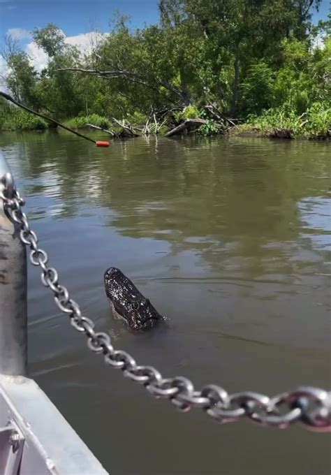 Bayou Swamp Tours - Home