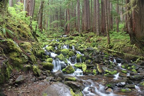 Pacific Northwest Forests: Sustaining Wildlife, People and the Planet | Defenders of Wildlife