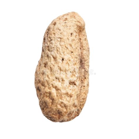 Single Peanut with Shell Isolated on a White Background Stock Image ...