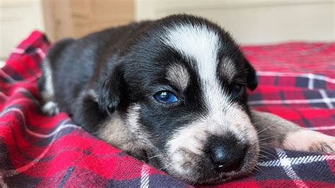 Newborn Husky Puppies Open Their Eyes For the First Time! - YouTube