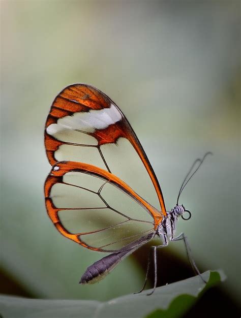 glasswing butterfly | Glasswing butterfly, Butterfly inspiration, Glasswing