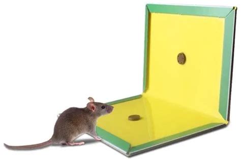 Can Mice Get Off Glue Traps? - Home Stuff Mag