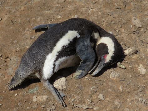 Bird flu in Namibia’s penguins wanes, after killing nearly 500