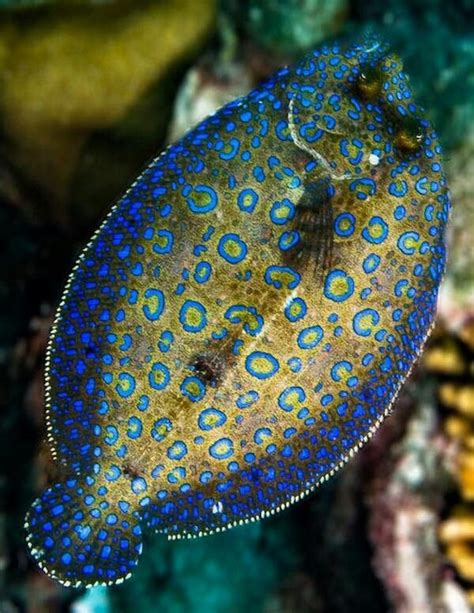 Flounder | Beautiful sea creatures, Under the sea, Sea and ocean