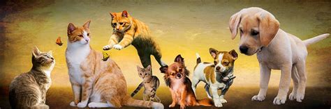 white, brown, cats, dogs illustrations, animals, dogs, cat, play | Piqsels