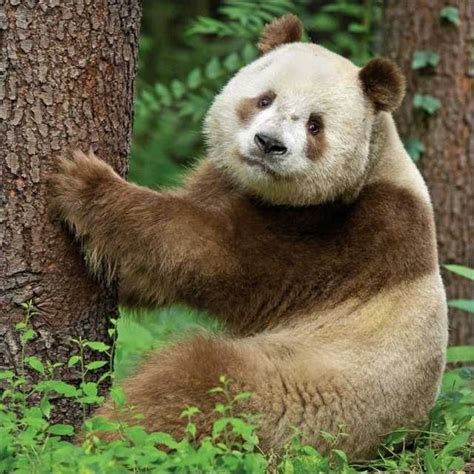 Qizai the Brown Panda | Brown panda, Panda, Panda bear