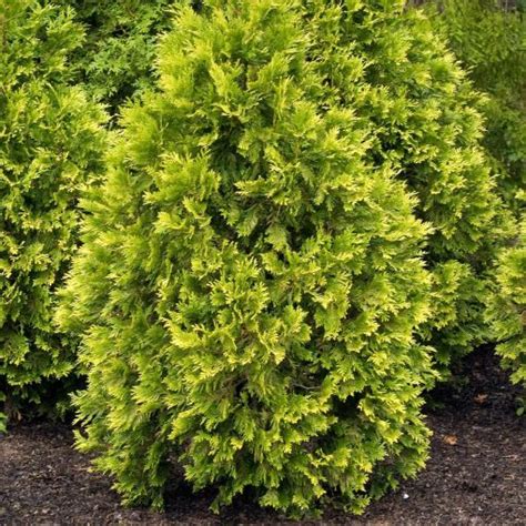 Thuja Occidentalis Smaragd - Conifer | Plantsbenefits