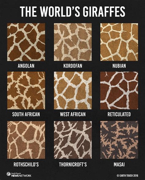 What Colors Are Giraffes