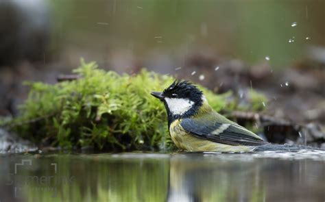 Wildlife the Netherlands – Siemerink Photography