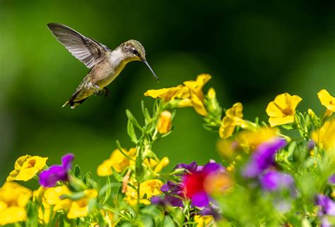 Where do hummingbirds live in the World? (Habitats in winter & summer)