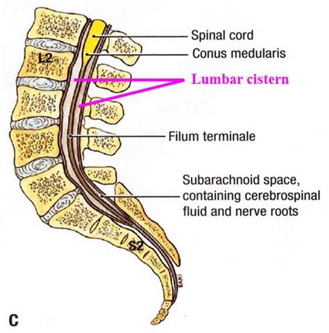 The Spinal Cord Ch. 13 Part 1 Flashcards | Quizlet