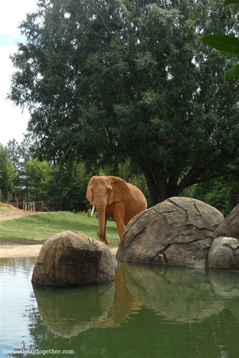 Day Trip NC: North Carolina Zoo + Tips for Traveling with Your Toddler ...