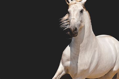 WHITE HORSE RUNNING BLACK BACKGROUND | PoshGalleria1